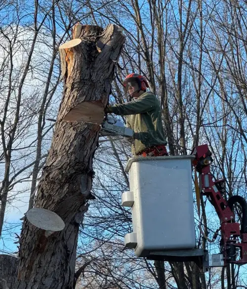 Chris K in a lift bucket using a chainsaw on a huge tree trunk